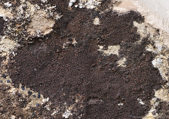 Verrucaria nigrescens di Celle